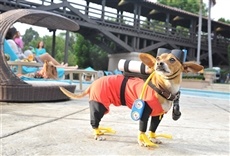 Escena de Una Chihuahua de Beverly Hills 3: ¡Viva la fiesta!