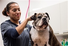 Escena de Veterinarios de Texas