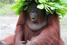 Escena de Vida entre simios