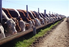 Escena de Video campo