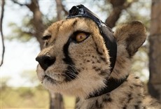 Escena de Visión animal