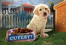 Escena de WAC! The World Animal Championships