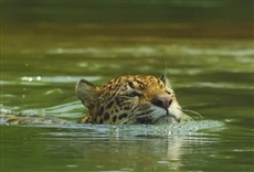 Escena de Wild Colombia