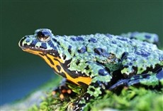 Escena de Wild Corea