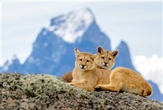 Escena de Wild Patagonia