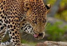 Escena de Wild Sri Lanka