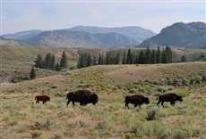 Escena de Yellowstone: terra de extremos