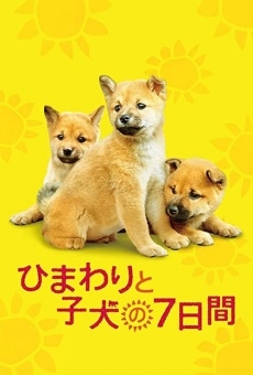 Ver película 7 Days of Himawari & Her Puppies