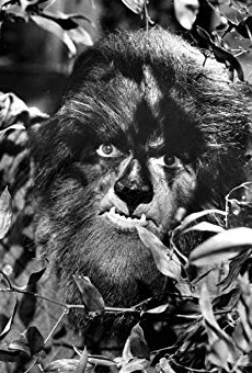 Películas de Alex Stevens