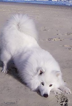 Películas de Atka the Amazing Eskie