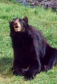 Películas de Babe (2)