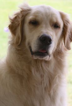 Películas de Bailey