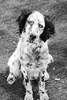 Películas de Banjo the Dog