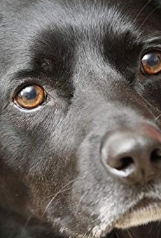 Películas de Buddy the Dog