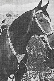 Películas de Champion