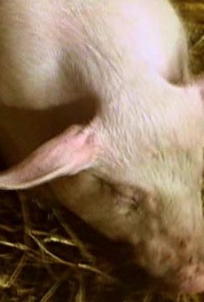 Películas de Chester