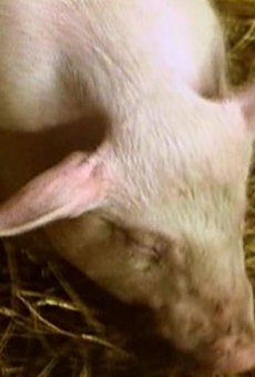 Películas de Chester (2)