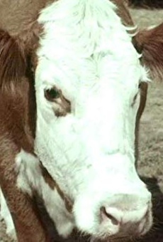 Películas de Clementine