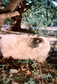 Películas de Cleo (2)