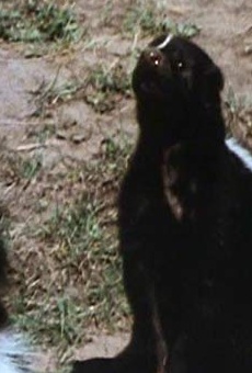 Películas de Daniel