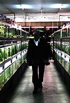 Películas de Denden