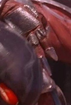 Películas de Ed Neil