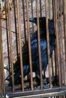 Películas de Edgar (2)