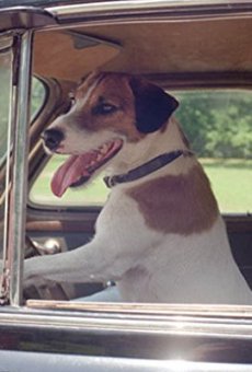 Películas de Enzo (2)