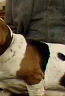 Películas de Ethel Red Películas de Ethel Red