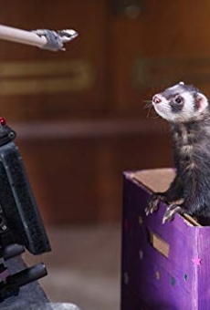 Películas de Falcor the Ferret