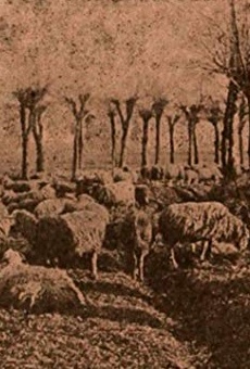 Películas de Gigetta Morano