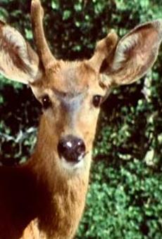 Películas de Ginger