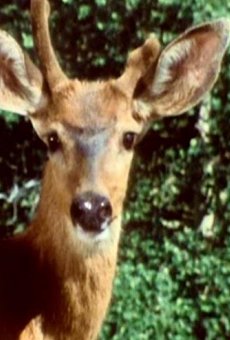 Películas de Ginger (2)