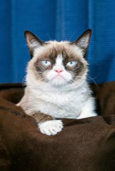 Películas de Grumpy Cat