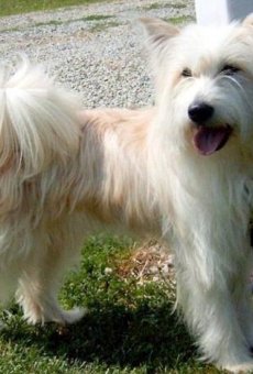 Películas de Happy (2)