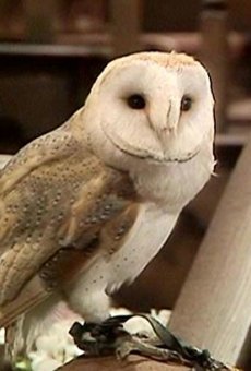 Películas de Hector