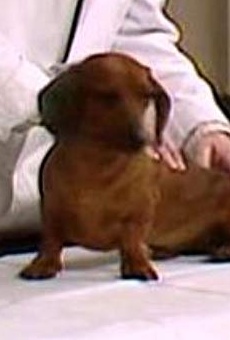 Películas de Herman