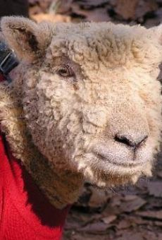 Películas de Jezebel