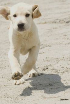 Películas de Jonah (2)