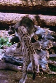 Películas de Joshua (2)