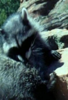 Películas de Junior (2)