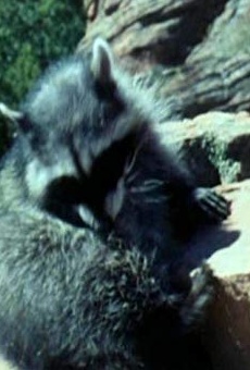 Películas de Junior (3)