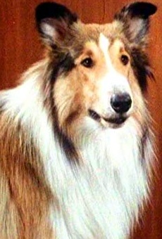 Películas de Lassie