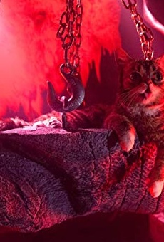 Películas de Lil Bub