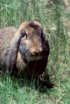 Películas de Louise (2)