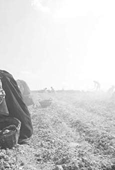 Películas de Marita Breuer