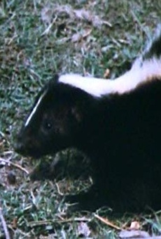 Películas de Mary Lou (2)