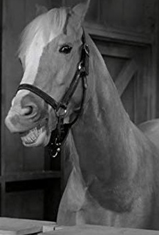 Películas de Mister Ed Películas de Mister Ed