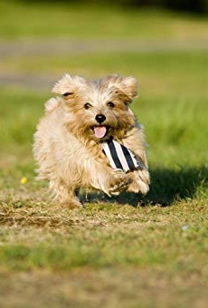 Películas de Mr. Darcy