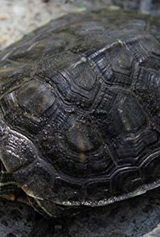 Películas de Mythos